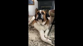 Lively St. Bernard sings 'Happy Birthday' to himself PERFECTLY!