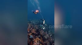 Divers swim alongside rare pod of killer whales in Indonesia
