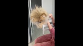 Pampered pooch: adorable video of dog's happy post-bath paw dance