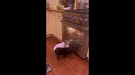 Heat-seeking friends: dog and pig find comfort in front of operating oven