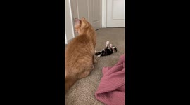 Curious kitten's playful behavior: a close look at feline communication