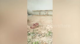 Deadly king cobra slithers next to resident's house in Thailand