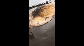 Massive whale carcass 10 meters long and weighing 5 tons washed up on the coast of Vietnam