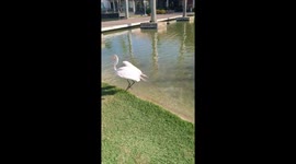 Feeding frenzy for an egret, red eared slider turtles and marsh hens