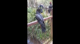 Enraged Cockatoo in Melbourne Zoo attacks visitors *Animal Attack*