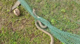 Rescue the released of the indian cobra Snake,south india tamilndau