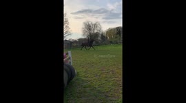 Rider gets thrown onto the ground after horse stumbles on a poll while jumping