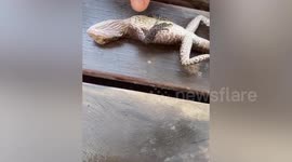 Aussie firefighter revives drowned lizard through CPR