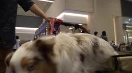 Cat and dog lovers take their animals to pet show in Thailand