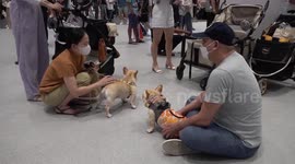 Furry friends love their day out at Bangkok Pet Expo