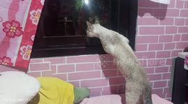 Curious pet cat stares at reflection in window