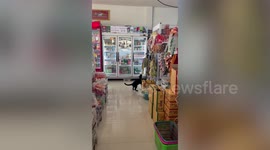 Cheeky pet cat steals dried fish snack from owner's store