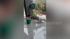 Playful pet bull terrier dog teases little boy sitting inside bucket with water