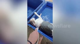 Pet cat relaxes inside basin while owner pours water on him