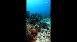 Impeccable Symbiotic relationship with Hawksbill Turtle and Angelfish *Wonders of Nature*