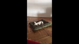 baby french bulldog dog goging crazy at his bed