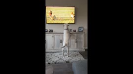 Labrador gets excited and starts jumping after seeing lions on the TV