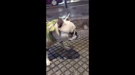 Baby french bulldog stoles a soothie pacifier from a baby who fell on the street