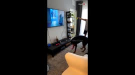 Dog who hates sharing toys reacts aggressively when owner tries giving one to TV dog