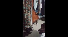 Messi, my cat always opens the door and takes the exit from the room himself when he needs.