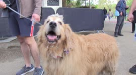 Crown-wearing dogs delight royal fans on The Mall in London ahead of King Charles III's coronation
