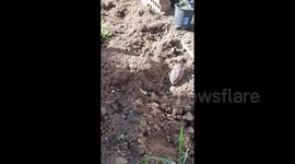 Button quails love to dig for worms for his girl and keep her fed