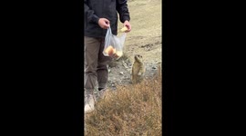 Bread on the head: a close encounter with a groundhog in Moshi Park