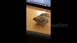 Button quails babies and Taro tired at end of the day sleeping in dad's arms