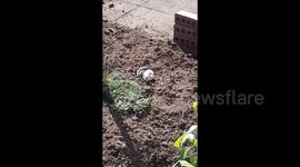 Button quails playing around outside and having dirt baths and run around pecking at things in the garden