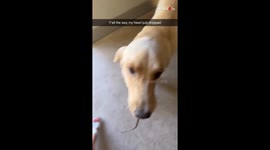 Dog sets owner screaming by bringing an alive rat in mouth *Hilarious Reaction*