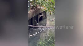 Fierce monitor lizards wrestling in fight for territory along dirty canal