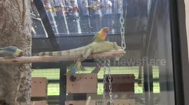 Pet parrot perches on iguana friend's back
