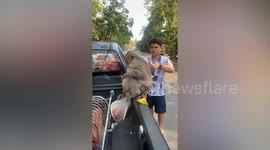 Plump wild monkey ditches banana to snack on shrimps at back of tourist's car