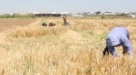 Palestinian farmers harvest barley on a farm east of Gaza City