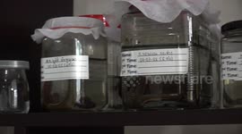 Huge leeches displayed at hirudotherapy clinic in Thailand