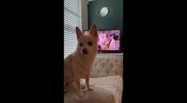 Dog interrupts watching the crowning of King Charles III during the Coronation