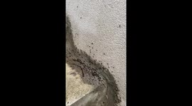 Sprayed some flying ants crawling in and out of my house