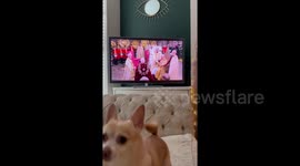 Dog interrupts watching the crowning of King Charles III during the Coronation