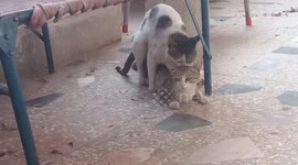 Cat mating