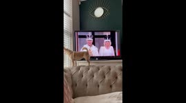 Dog interrupts watching the Red Arrows at the Coronation of King Charles III by getting in front of the TV