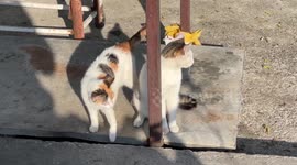 Mother cat playing with her kitten, caressing and gently licking it. Street cats.