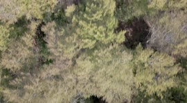 Aerial drone footage over a beech tree deciduous forest in mid spring looking straight down at 90 degrees above the tree canopy