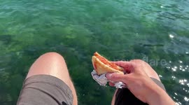 A sandwich in paradise: enjoying a quick lunch in an unbelievably beautiful spot while watching cruise ships | Montenegro