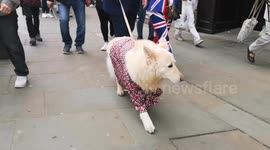 A dog dresses up for the coronation of the King as the dogs owners head to the Mall