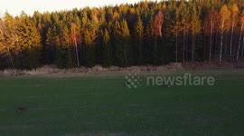 Three Swedish moose grazing