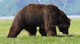 Incredible bear fight on the coast of Alaska, mating season fight.