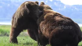 Intense 9-minute wrestling match between 2 ferocious bears captured by photographer