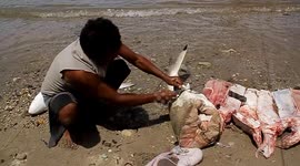 Traditional fishermen in Indonesia catch and butcher sharks with simple equipment
