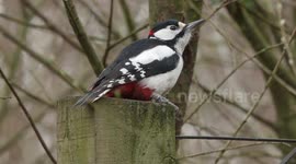 Clever Great Spotted Woodpecker uses a metal bracket to amplify its Drumming sound