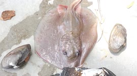 Burmese worker diving for clams survives being stabbed in the neck by stingray